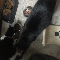 photo de livraison pour Les Chats Libres Condom 32