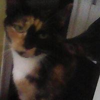 photo de livraison pour Pattes de Chats 50