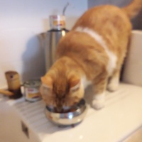 photo de livraison pour L'Arche des Amis à pattes
