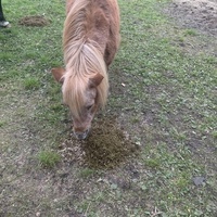 photo de livraison pour Espoir au Galop