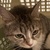 photo animal