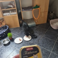 photo de livraison pour A Toutes Pattes