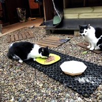 photo de livraison pour Les chats de chez nous
