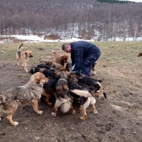 photo de livraison pour Silver Dog Srebrenica