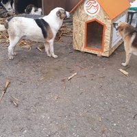 photo de livraison pour Bid to save a stray