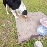 photo de livraison pour Ivana Nikolić