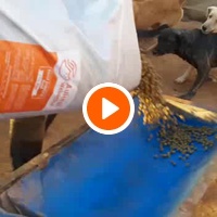 photo de livraison pour Le Coeur sur la Patte