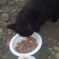 photo de livraison pour Les Chats-Pitresdelavi-Ste