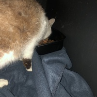 photo de livraison pour Les chats de chez nous