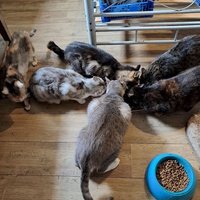 photo de livraison pour Les Chats de Cooper