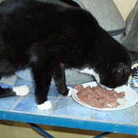 photo de livraison pour Protection Animale Berroise