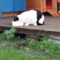 photo de livraison pour Chats cerbériens