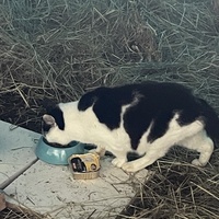 photo de livraison pour Les Chats De QUEAUX