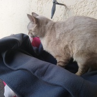 photo de livraison pour Les chats Port-Saint-Louisiens