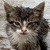 photo animal