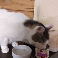 photo de livraison pour Animacoeur