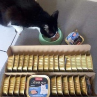 photo de livraison pour Les chats de l'Indifférence