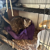 photo de livraison pour Les chats Port-Saint-Louisiens