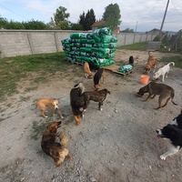 photo de livraison pour Udruzenje za Zastitu Zivotinja Srecko, Valjevo