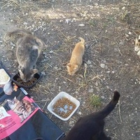 photo de livraison pour Les Chats-Pitresdelavi-Ste