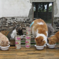 photo de livraison pour Jardin des Chats