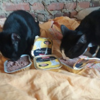 photo de livraison pour Stérilcat 80