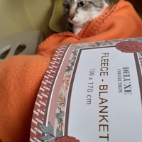 photo de livraison pour Les Chats de la Rue