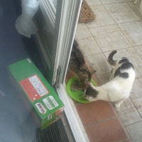 photo de livraison pour Bien vivre avec les Chats Sallélois