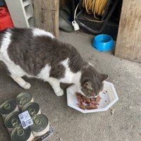 photo de livraison pour Les chats Port-Saint-Louisiens