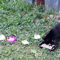 photo de livraison pour Chat Suffit a.sb.l.