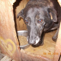 photo de livraison pour Pro Animals Finland ry