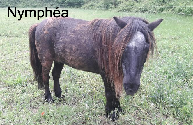 photo association