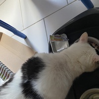 photo de livraison pour Les Chats de Condom 32