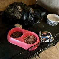 photo de livraison pour Association C.A.T.S. Chat Animal Terrien Solidarité