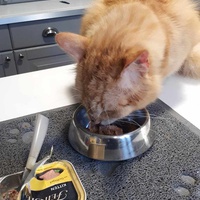 photo de livraison pour L'école du Chat d'Ollioules