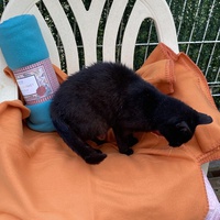 photo de livraison pour Ecole du Chat des Alpilles