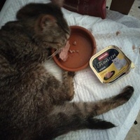 photo de livraison pour Chats Grains d'Amour