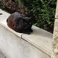 photo de livraison pour Chat de Gout'hier sans Toit