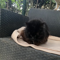 photo de livraison pour Une Patte dans la Main (UPDM)
