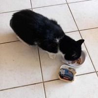 photo de livraison pour Chiens, Chats et Cie