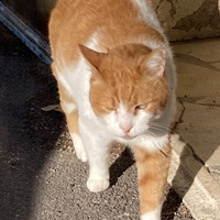 photo de livraison pour Ecole du Chat des Alpilles