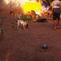 photo de livraison pour Help Adopt Moroccan Animals