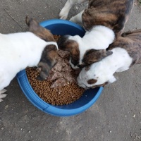 photo de livraison pour Les Poilus du 33