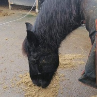 photo de livraison pour Au Bonheur Animal