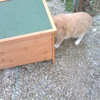 photo de livraison pour Collectif Chats Libres Citoyens de Saint-Priest