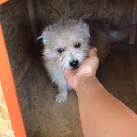photo de livraison pour RespekTIERE Leben e.V.