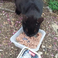 photo de livraison pour Les Chats-Pitresdelavi-Ste