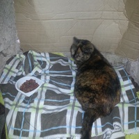 photo de livraison pour Ecole du Chat d’Arbois