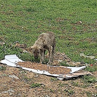 photo de livraison pour Civic Initiative Kane Korzo Skopje