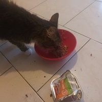 photo de livraison pour Au Rendez-vous des Animaux